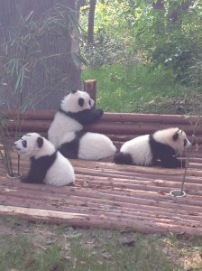 Panda Cubs at the Chengdu Research Base