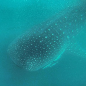 One of the majestic Whale Sharks