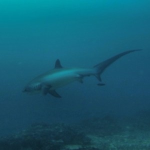 Thresher Sharks