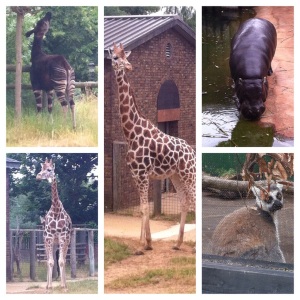 Into Africa… from Lemur to Giraffe 