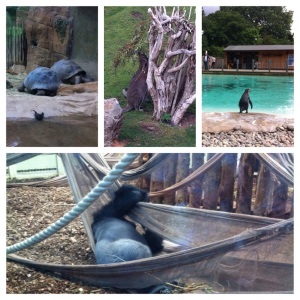 Penguins, Wallabies, Galapagos Giant Tortoise and London Zoos Silverback Gorilla