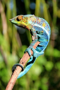 One of the stunning Chameleon we saw on Madagascar's northern islands