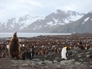 Just one of the colonies of Penguins to be found in Antarctica's harsh environment