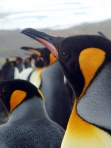 The penguins go about their business as if you were not there