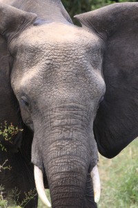One of the many elephants in the Kruger National Park