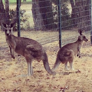 Kangaroos on the local golf course along the Great Ocean Road