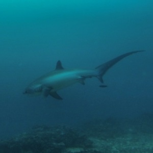 The amazing tail of the Thresher Shark off Malapascua