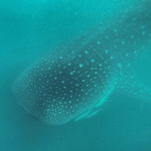 The beautiful markings of the world's largest fish