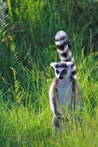 A Ring Tailed Lemur in the  Andasibe National Park, Madagascar