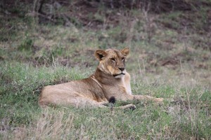 Our first Lion in Nakuru National Park