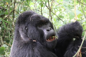 Up close and personal with a 200kg Mountain Gorilla