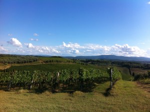 Vineyards as far as the eye could see